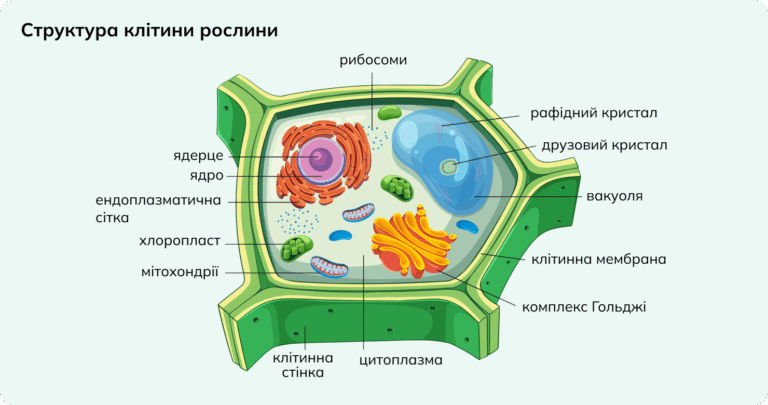 Будова клітини: структура, органели та функції
