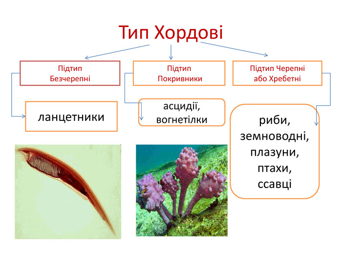 Середовище існування типу хордові: повний огляд
