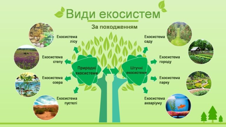 Що таке екосистема: повний розбір для просунутих і початківців