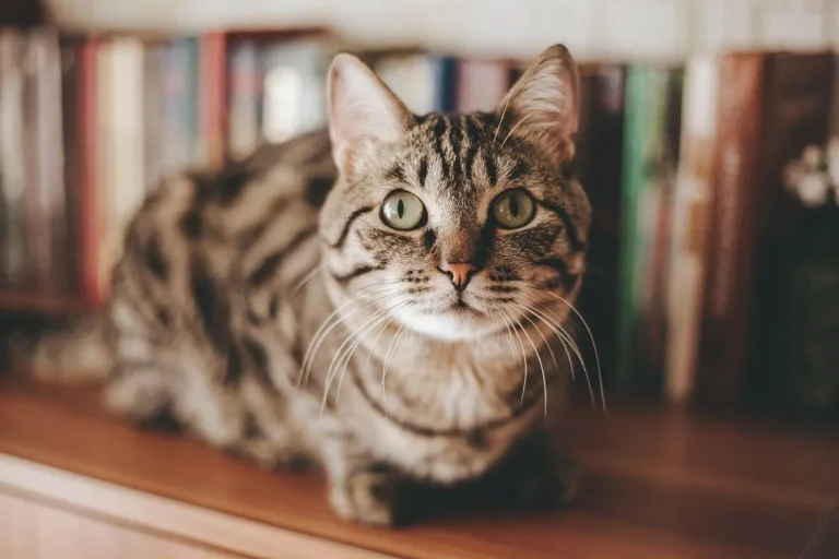 Может ли домашний кот вернуться домой
