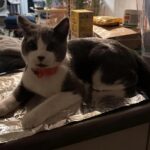 Як відучити кота лазити на стіл: глибокий гід для тих, хто цінує гармонію з пухнастим другом