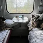 Правила перевезення тварин у поїздах: клітка, тамбур чи викуп купе