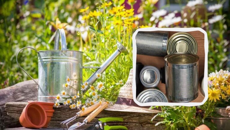 Банки з-під горошку і кукурудзи: друге життя в побуті