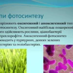 Чи здійснюють фотосинтез тварини: факти й міфи