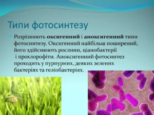 Чи здійснюють фотосинтез тварини: факти й міфи