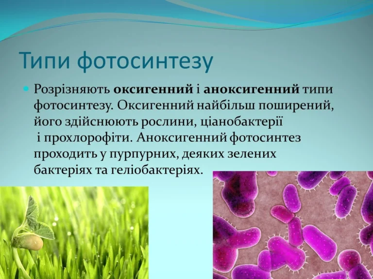 Чи здійснюють фотосинтез тварини: факти й міфи
