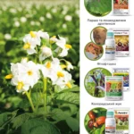 Чим кропити картоплю від жуків: схема, яка рятує кущі